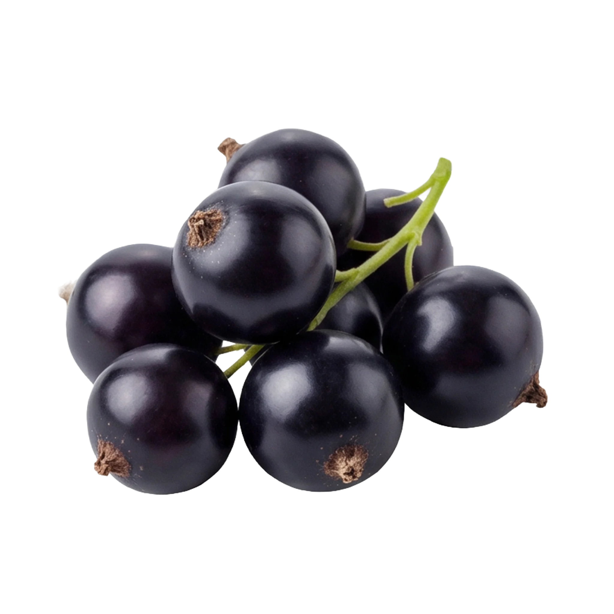 Schwarze Johannisbeere