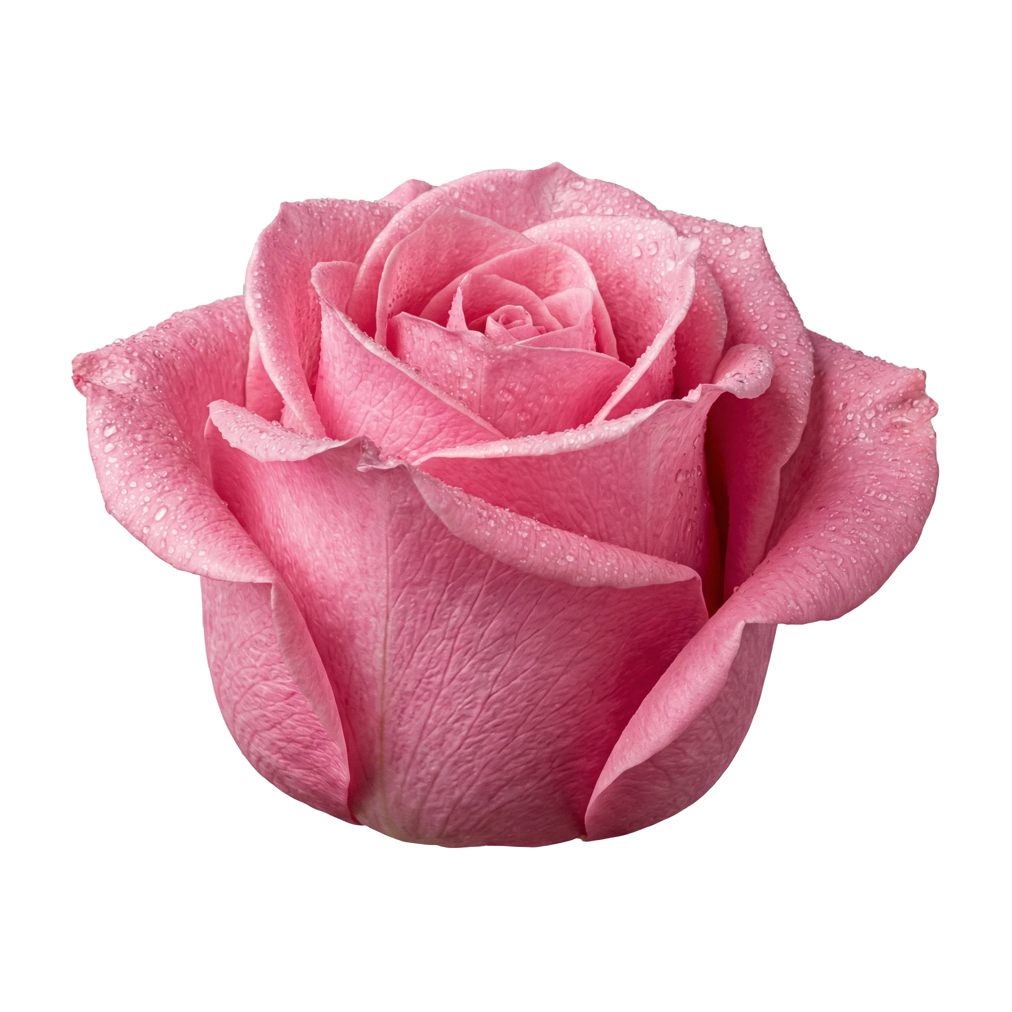 Tahiti Rosen